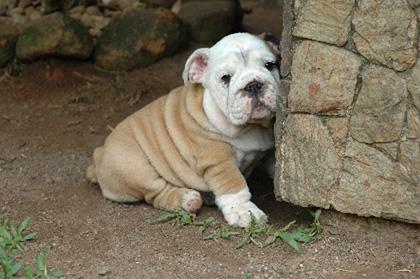 Depoimento de Ana Maria Baldanza - Canil Borgo Bulldogs